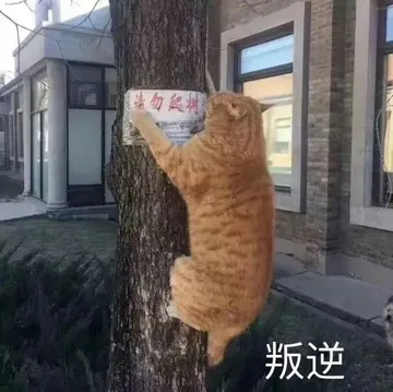 清勿熙树叛逆