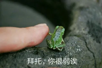 拜托.你很弱诶(青蛙)