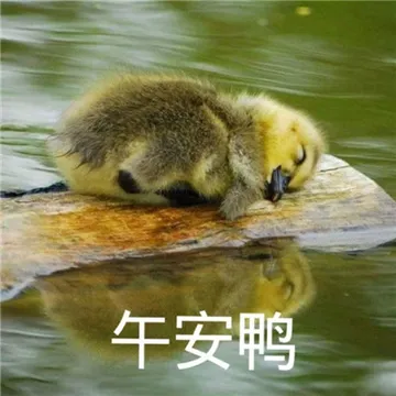超可爱的午安打招呼专用微信表情包