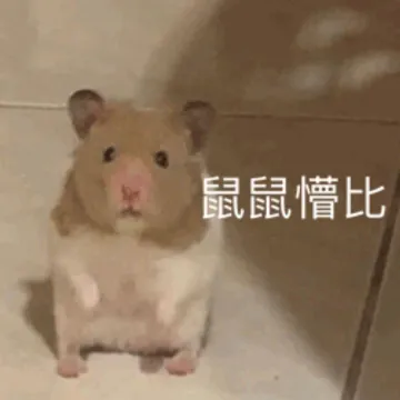 鼠鼠懵逼