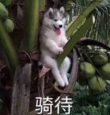 骑待（期待）表情包