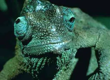 Omniscient Chameleon