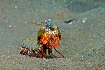 Mantis Shrimp
