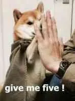 give me five !（狗狗与人拍掌）