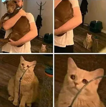 Ignored cat