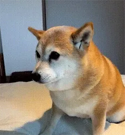 狗子害怕发抖gif表情包