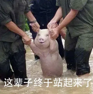 从台风中抢救出来的猪，它内心有很多话要说，我只能帮他表达这些了
