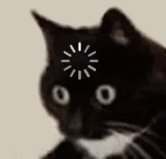 猫猫大脑转圈圈
