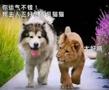 你运气不错，我主人正想养一只猫咪（狗子告诉小狮子）