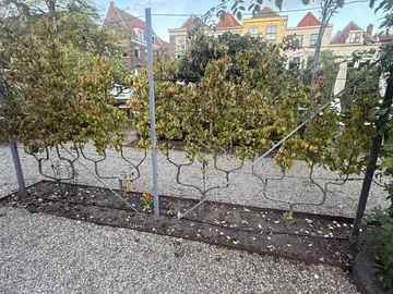 Decision Trees Before They're Harvested