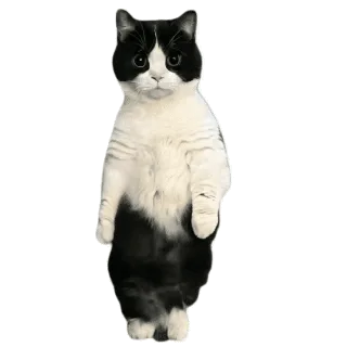 猫猫跳舞