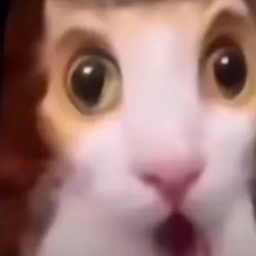 震惊小猫瞪大眼睛张大嘴表情包