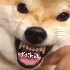 柴犬小Q来斗图