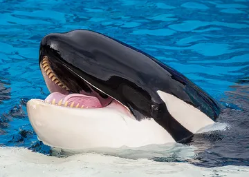Hehehe orca