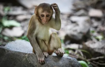 Thinking Monkey