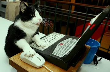 Cat Programmer