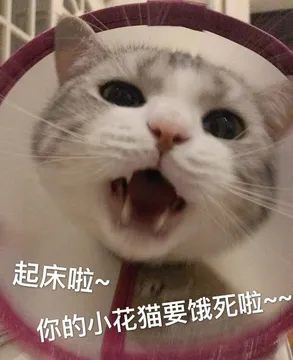 起床啦，你的小花猫要饿死啦