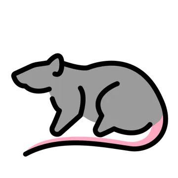 Rat