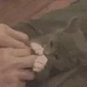 小猫比基尼