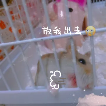 ?仓鼠圆圆的日常生活