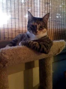 Giga Cat
