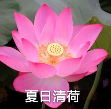 夏日清荷