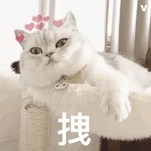 拽猫猫