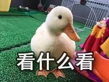 开心鸭00033-看什么看