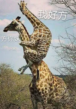 我好方.方你妹(长颈鹿)
