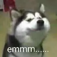 狗狗 memes