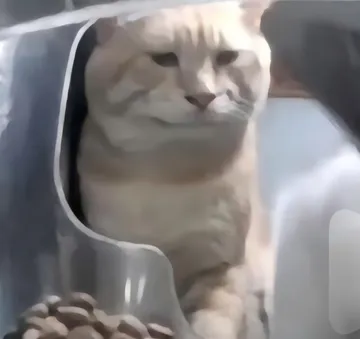 笑里藏刀猫咪表情包