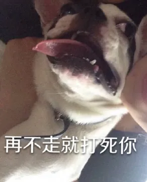 再不走就打死你（汪星人）