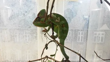 Jens the chameleon