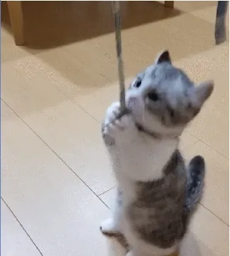 吸口猫，未来的日子会有猫的