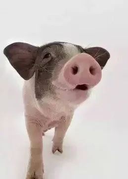小猪