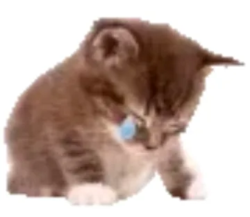 小猫低头流眼泪哭泣表情包