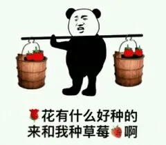 花有什么好种的.来和我种草莓啊