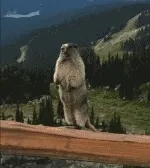 土拨鼠大叫