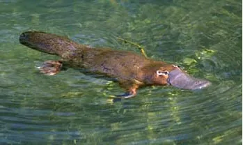 Platypus by Strongly Opinionated Platypus
