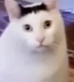 猫猫动图表情包