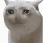 crying cat GIF Template