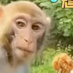 猴子不屑眼神嫌弃表情包