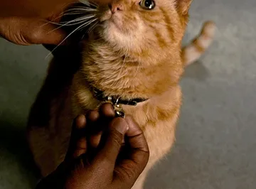 噬元兽橘猫动图