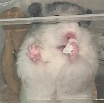 鼠鼠哭哭