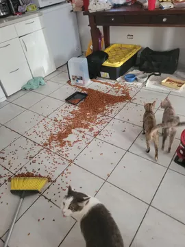 Kitten Mischief