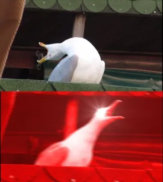 screaming memes