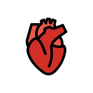 Anatomical heart