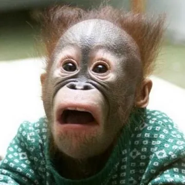 Shocked Monkey