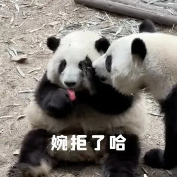 婉拒了哈