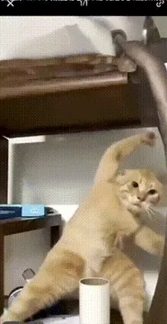 功夫耄耋